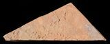 Horodyskia Fossil Slab - Oldest Known Multicellular Life #63307-1
